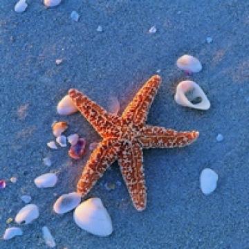 唯美梦幻的海星