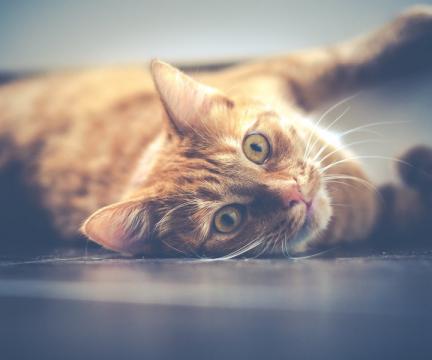 躺在地上看你的橘猫