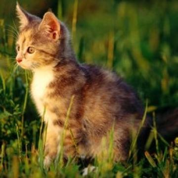 捕捉老鼠的小猫咪