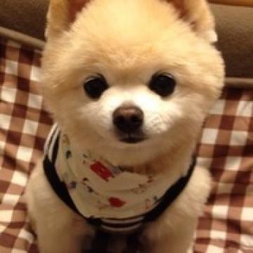 生活中的小狗狗很可爱