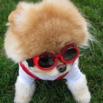 活跃的博美犬