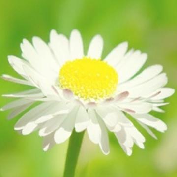 五彩鲜艳的小花
