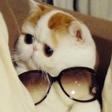 萌猫的有爱生活