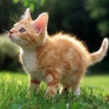 超有爱小猫咪真的可爱哦