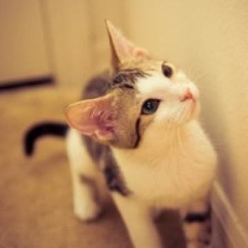 可人的小猫咪