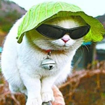 它们的小世界