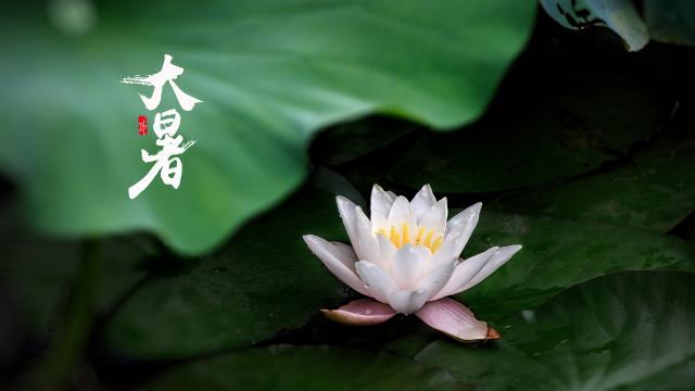 大暑之荷风莲韵