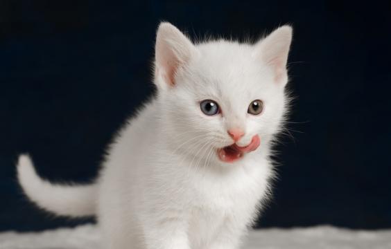 舔嘴巴的白色小猫咪