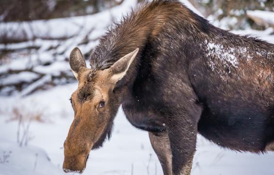 奇怪的驼鹿