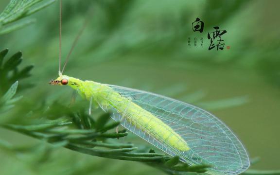 中国传统二十四节气之白露