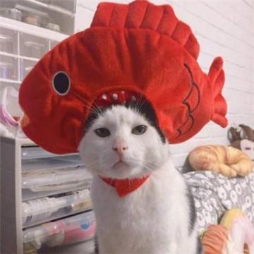 2019最火情侣头像一对两张猫超萌 生平所幸皆历历负尽苍生不负卿