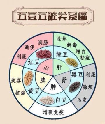 五豆五脏关系图
