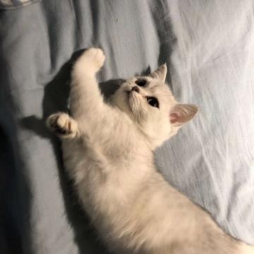微信情侣头像猫咪搞怪可爱 萌宠情侣头像大全