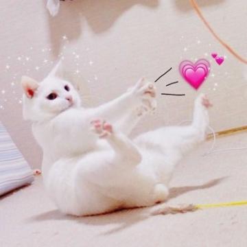 猫咪情侣头像一对搞怪霸气 付出了很多还是一无所有