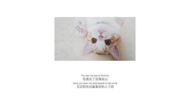 超萌小猫咪暖心情话