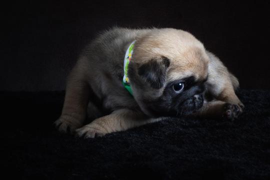 可爱的巴哥犬