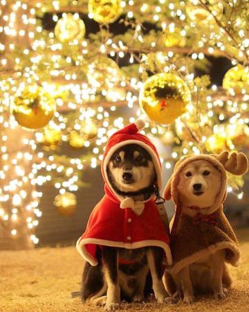 柴犬兄妹的温馨圣诞节