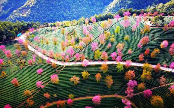 云南无量山的冬樱美如画