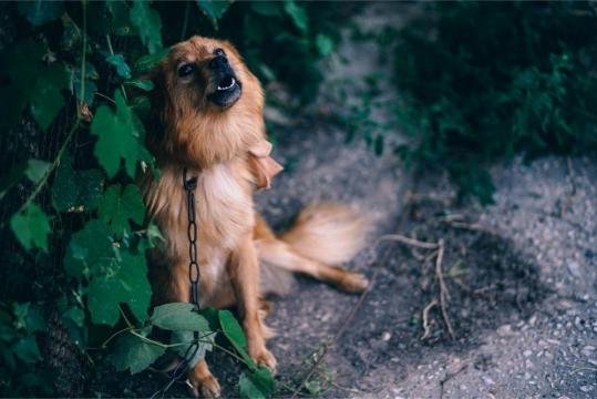狗在树后面吠叫