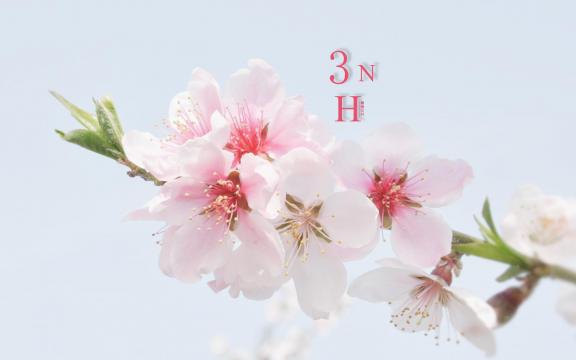 三月你好,桃花季