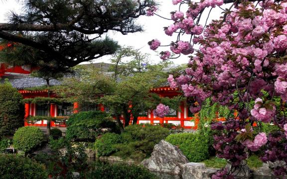 花团锦簇的日本樱花小清新美景