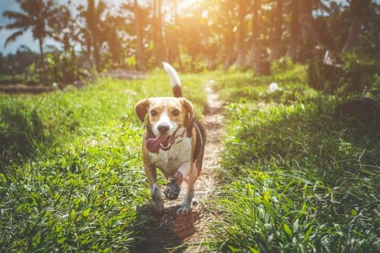 可爱的波西米亚硬毛格里芬指示犬