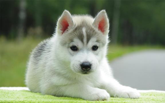 超级可爱哈士奇幼犬萌萌哒