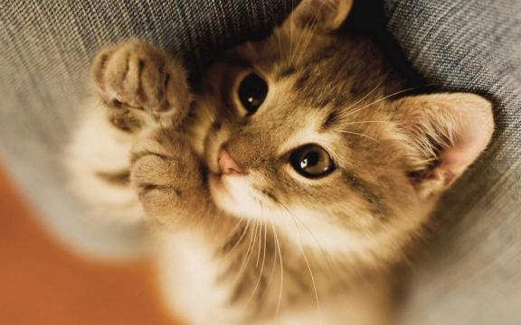 猫猫撒娇这谁顶得住啊