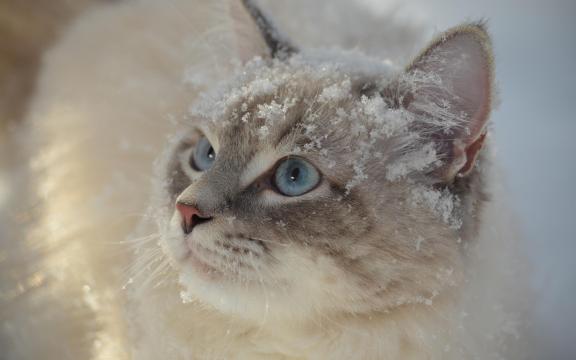 可爱呆萌的布偶猫