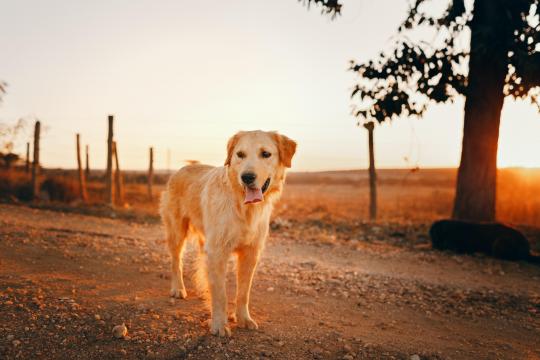 调皮可爱的金毛犬