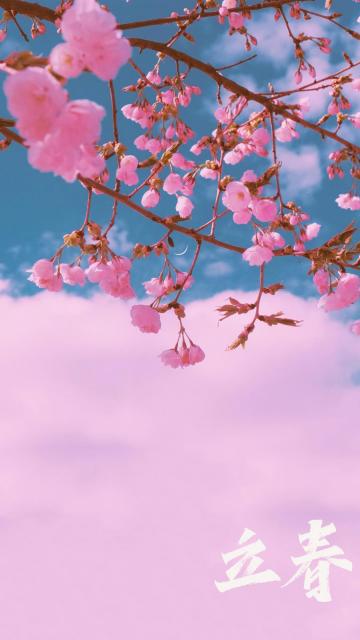 粉色系立春时节到来