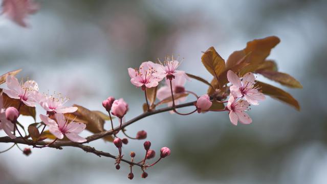 清新美丽的樱花