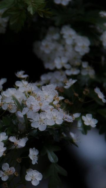 清新治愈花卉摄影