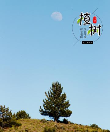 植树节优美风光