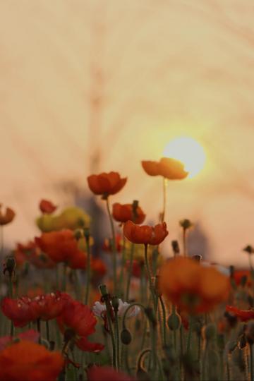 黄昏鲜花景色