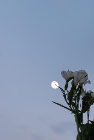 浪漫花卉摄影