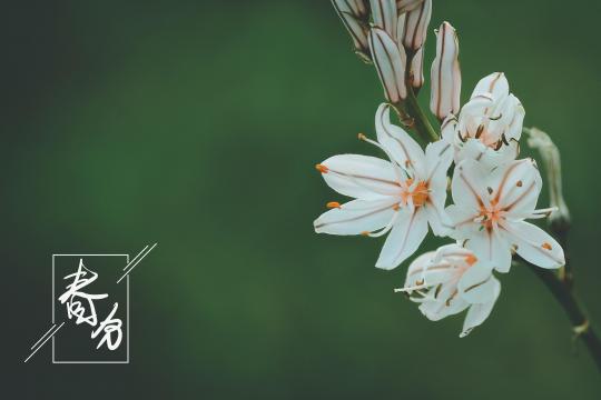 春分时节唯美独尾草