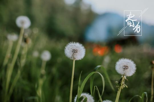 春分时节小清新蒲公英