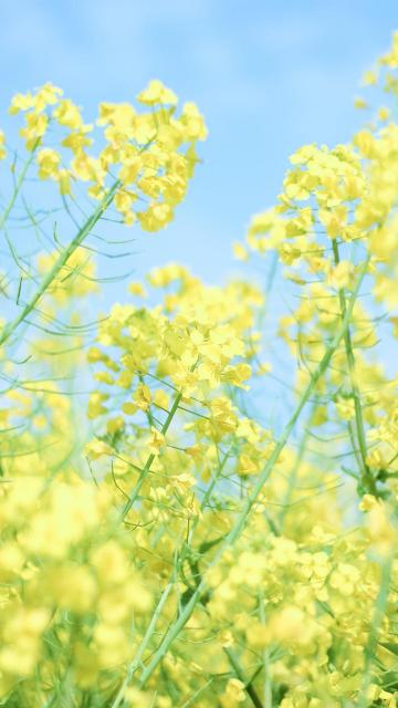 清新油菜花自然风光