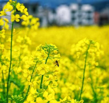 欣赏婺源油菜花风光