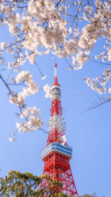 东京铁塔的浪漫春天景色