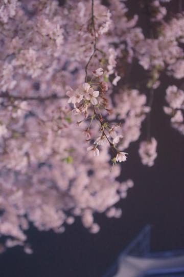迷人的漫天樱花