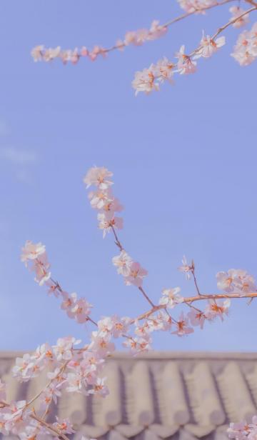 清新浪漫的山桃