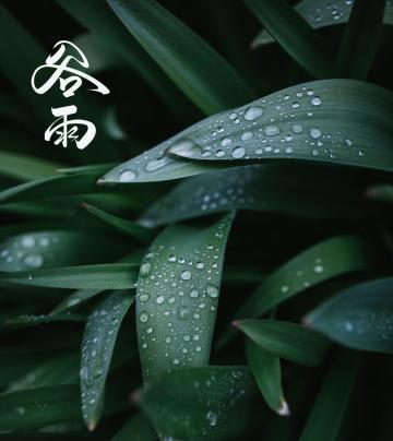 二十四节气之谷雨风景