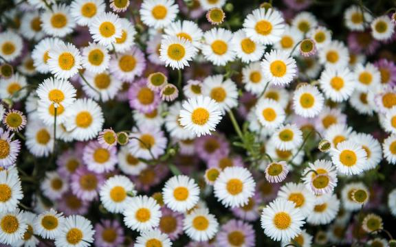 清新小雏菊花丛风光