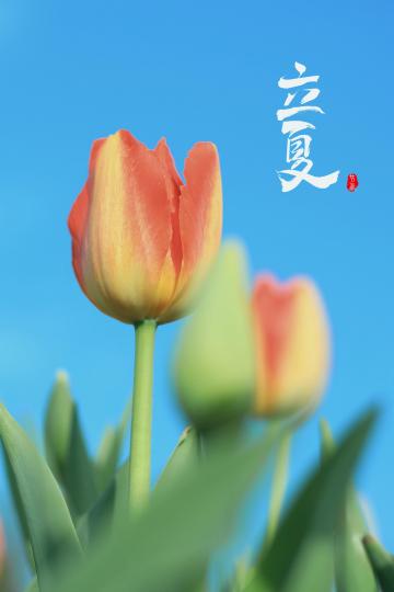 2021最新立夏节气配图