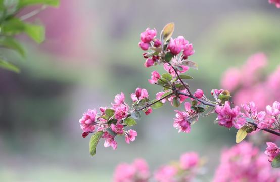 小清新迷人的海棠花
