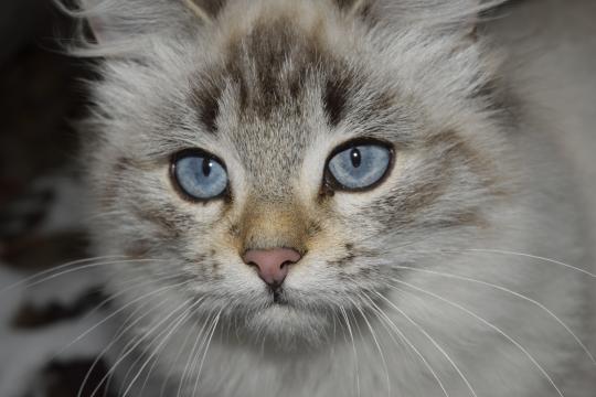 呆萌的波米拉猫