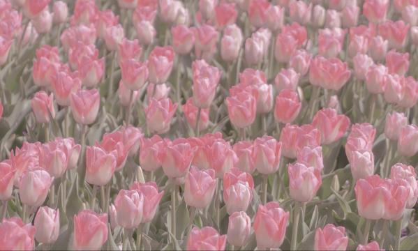 夏季限定郁金香