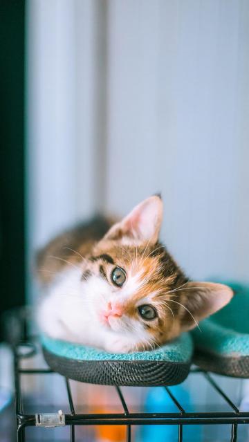 温顺可爱乖巧的小猫